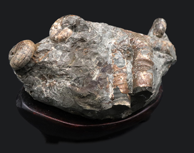 北海道の異常巻きアンモナイト、ポリプチコセラスを含む、多種のアンモナイトが同居したマルチ化石（その1）
