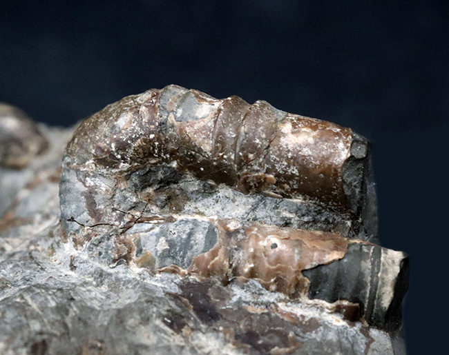 北海道の異常巻きアンモナイト、ポリプチコセラスを含む、多種のアンモナイトが同居したマルチ化石（その2）