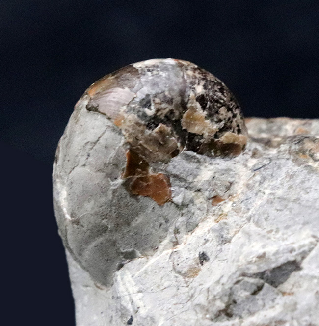 北海道の異常巻きアンモナイト、ポリプチコセラスを含む、多種のアンモナイトが同居したマルチ化石（その4）