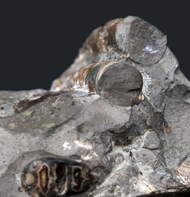 北海道の異常巻きアンモナイト、ポリプチコセラスを含む、多種のアンモナイトが同居したマルチ化石（その5）
