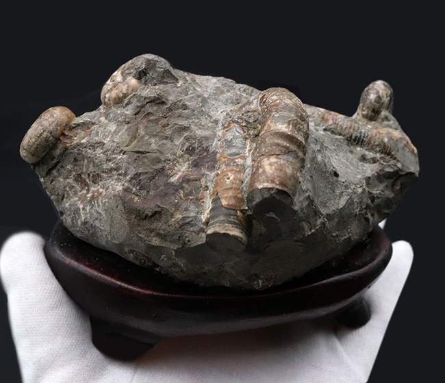 北海道の異常巻きアンモナイト、ポリプチコセラスを含む、多種のアンモナイトが同居したマルチ化石（その6）