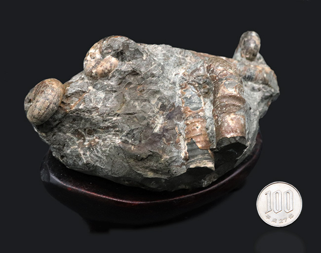 北海道の異常巻きアンモナイト、ポリプチコセラスを含む、多種のアンモナイトが同居したマルチ化石（その7）