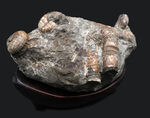北海道の異常巻きアンモナイト、ポリプチコセラスを含む、多種のアンモナイトが同居したマルチ化石