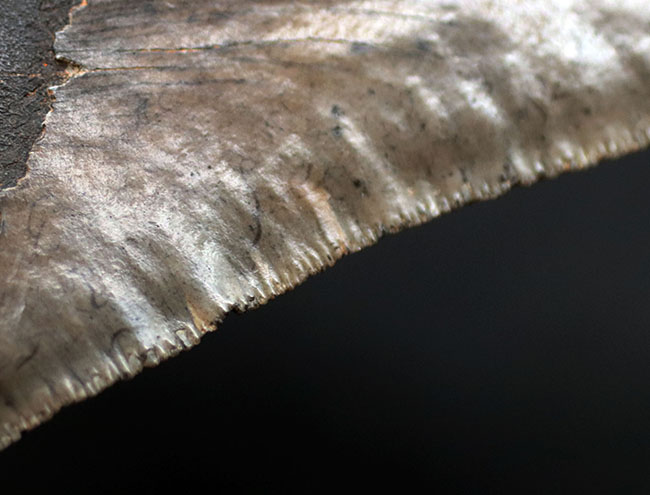 メガサイズ！長辺計測１５８ミリに達する、メガロドンの巨大歯化石。エナメル質、セレーションともに状態良好！（その8）