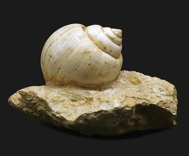 保存状態抜群！フランス・プロバンス産の古代のカタツムリ、ナティカ