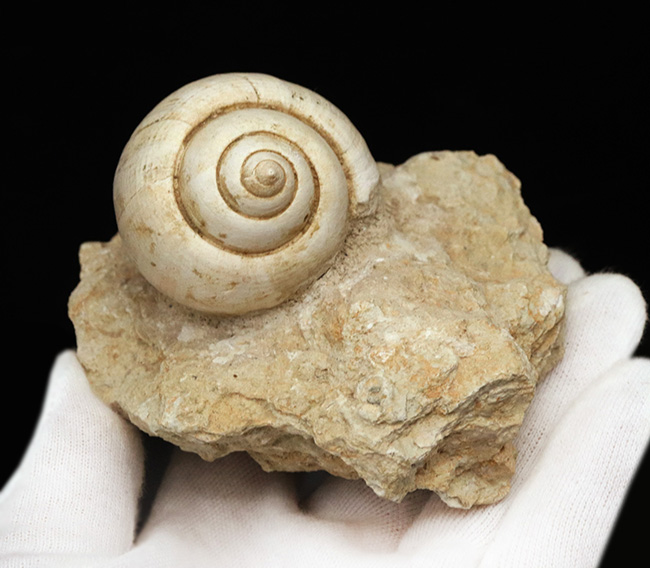 保存状態抜群!フランス・プロバンス産の古代のカタツムリ、ナティカ(Natica)の母岩付き標本(その4)