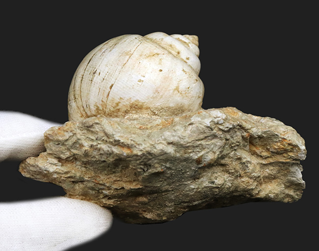 保存状態抜群！フランス・プロバンス産の古代のカタツムリ、ナティカ