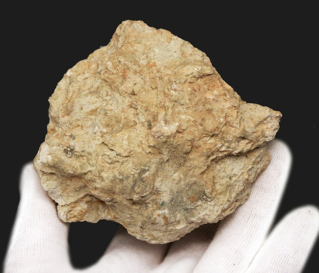 保存状態抜群!フランス・プロバンス産の古代のカタツムリ、ナティカ(Natica)の母岩付き標本(その6)