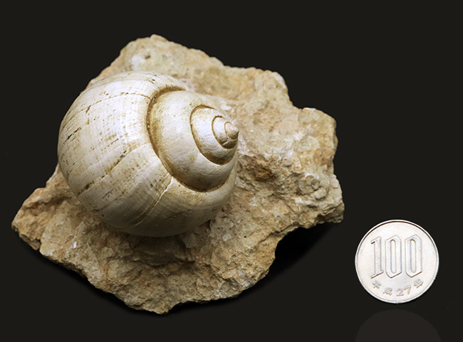 保存状態抜群！フランス・プロバンス産の古代のカタツムリ、ナティカ