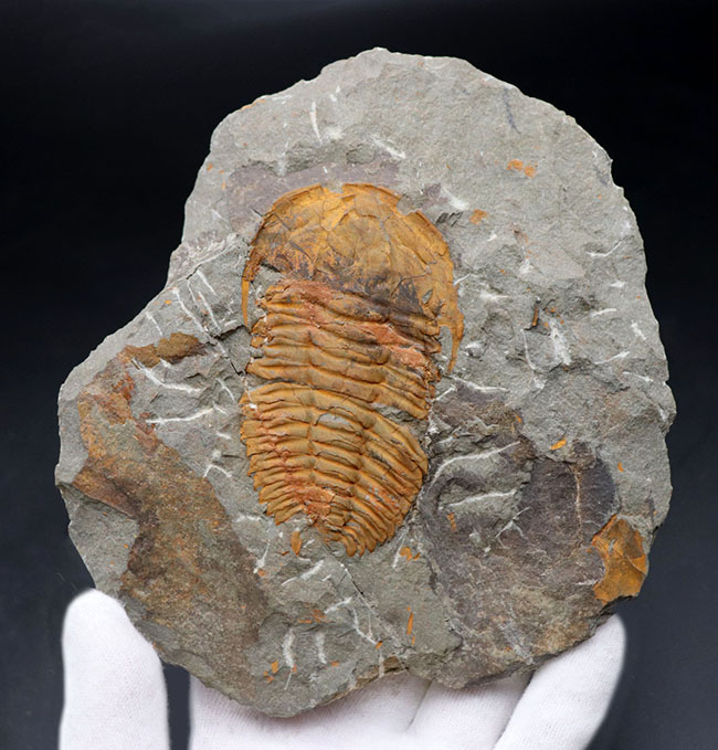 レア！初期の三葉虫の一つ、古生代オルドビス紀のレドリキア目の三葉虫、プロトレヌス（その1）