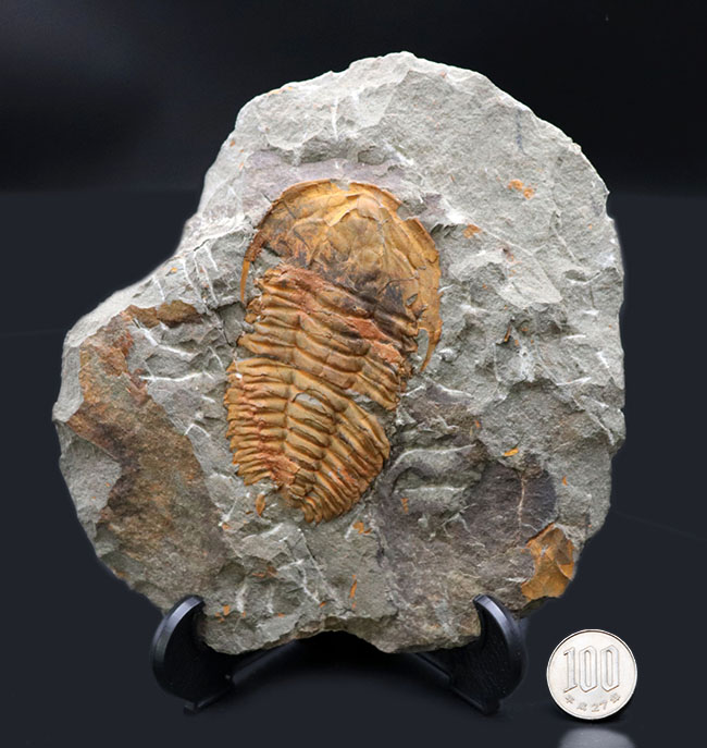 レア！初期の三葉虫の一つ、古生代オルドビス紀のレドリキア目の三葉虫、プロトレヌス（その10）