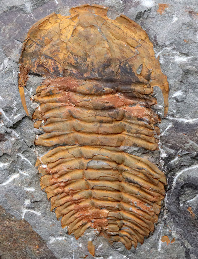 レア！初期の三葉虫の一つ、古生代カンブリア紀のレドリキア目の三葉虫、プロトレヌス（その2）