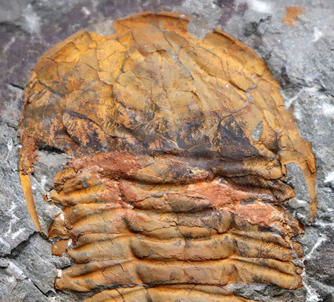レア！初期の三葉虫の一つ、古生代オルドビス紀のレドリキア目の三葉虫、プロトレヌス（その3）