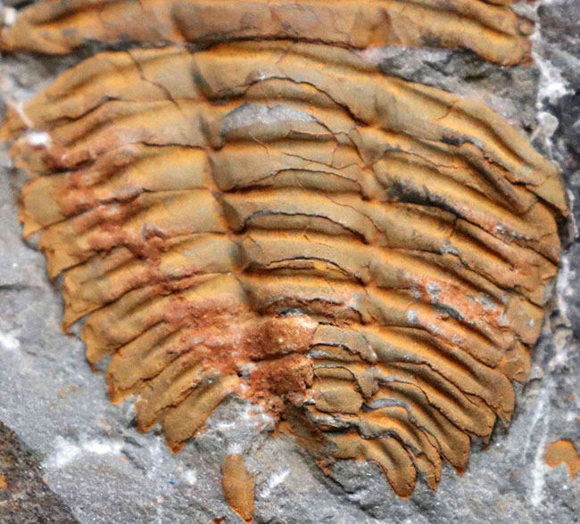 レア！初期の三葉虫の一つ、古生代カンブリア紀のレドリキア目の三葉虫、プロトレヌス（その5）