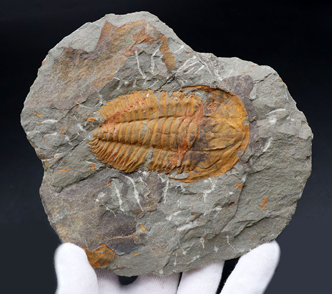 レア！初期の三葉虫の一つ、古生代オルドビス紀のレドリキア目の三葉虫、プロトレヌス（その7）
