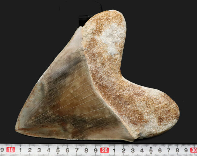 世界最大級！この大きさは規格外！徹底的に美観にこだわったメガロドン（Carcharocles megalodon）の歯化石（その12）