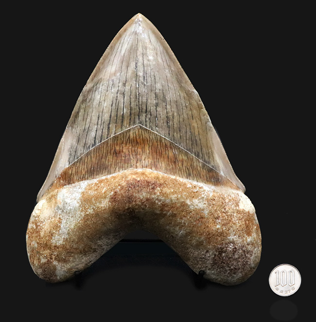 世界最大級！この大きさは規格外！徹底的に美観にこだわったメガロドン（Carcharocles megalodon）の歯化石（その13）