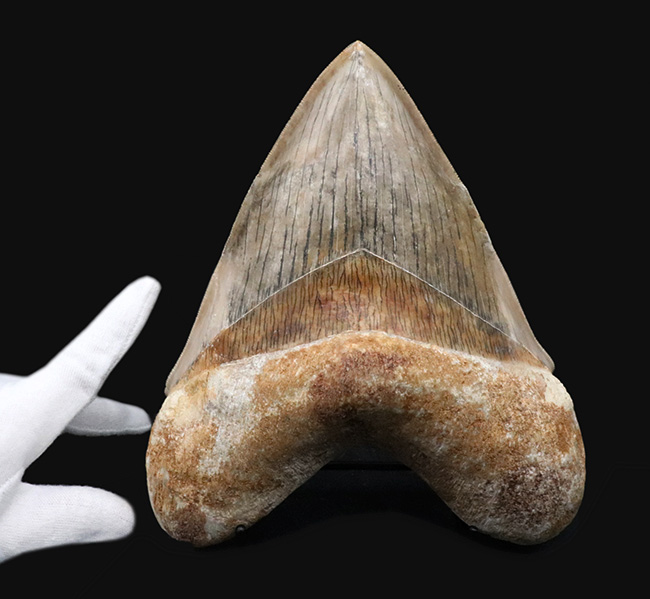 世界最大級！この大きさは規格外！徹底的に美観にこだわったメガロドン（Carcharocles megalodon）の歯化石（その7）
