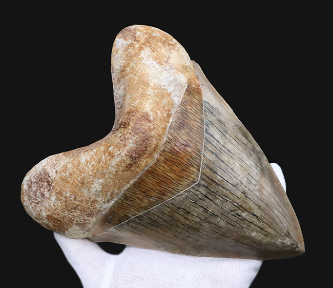 世界最大級！この大きさは規格外！徹底的に美観にこだわったメガロドン（Carcharocles megalodon）の歯化石（その8）