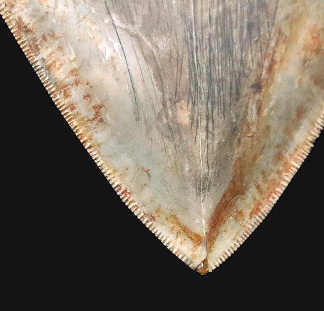 世界最大級！この大きさは規格外！徹底的に美観にこだわったメガロドン（Carcharocles megalodon）の歯化石（その9）