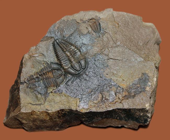 希少な目のない三葉虫、三葉虫コノコリフェ(Conocoriphe)。チェコ・ボヘミア産。(その1)