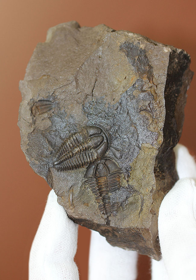 希少な目のない三葉虫、三葉虫コノコリフェ(Conocoriphe)。チェコ・ボヘミア産。(その2)