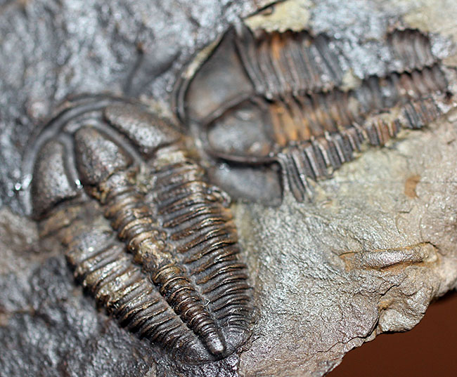 希少な目のない三葉虫、三葉虫コノコリフェ(Conocoriphe)。チェコ・ボヘミア産。(その3)
