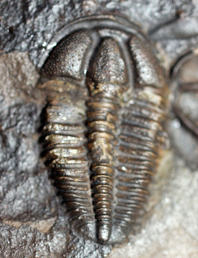 希少な目のない三葉虫、三葉虫コノコリフェ(Conocoriphe)。チェコ・ボヘミア産。(その4)
