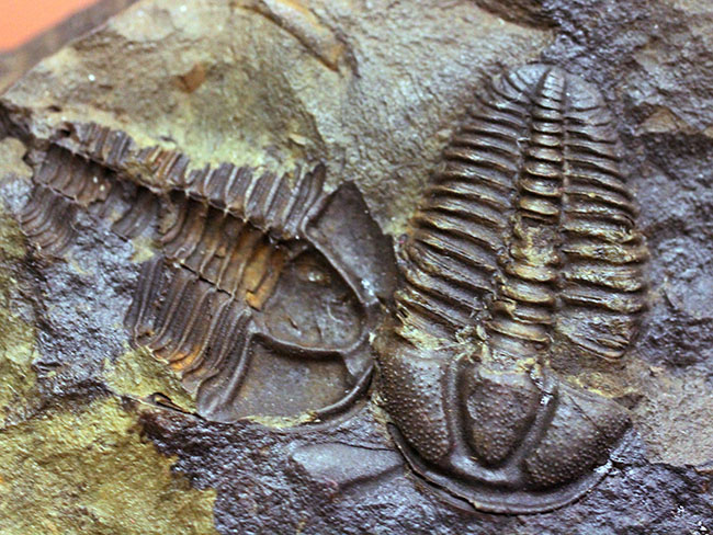 希少な目のない三葉虫、三葉虫コノコリフェ(Conocoriphe)。チェコ・ボヘミア産。(その5)
