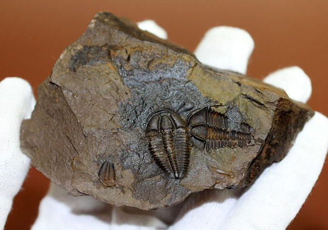 希少な目のない三葉虫、三葉虫コノコリフェ(Conocoriphe)。チェコ・ボヘミア産。(その6)