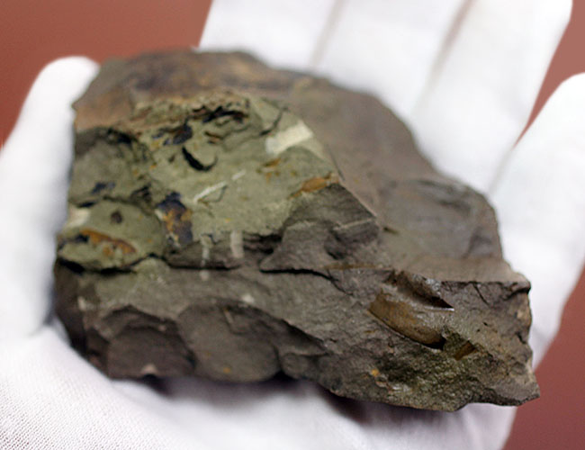 希少な目のない三葉虫、三葉虫コノコリフェ(Conocoriphe)。チェコ・ボヘミア産。(その7)