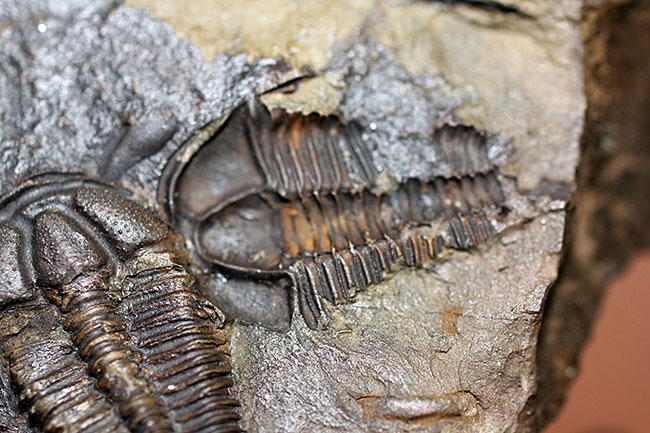 希少な目のない三葉虫、三葉虫コノコリフェ(Conocoriphe)。チェコ・ボヘミア産。(その8)