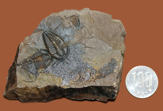 希少な目のない三葉虫、三葉虫コノコリフェ(Conocoriphe)。チェコ・ボヘミア産。(その9)