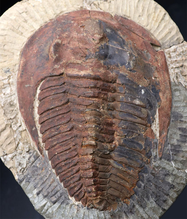 最古の三葉虫の一つ、カンブリア紀の大型三葉虫、アンダルシアナ(Andalsiana)の化石(その1)