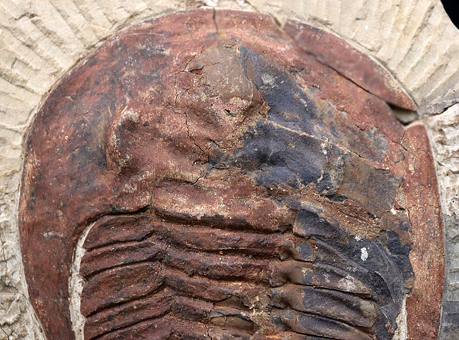 最古の三葉虫の一つ、カンブリア紀の大型三葉虫、アンダルシアナ（Andalsiana）の化石（その3）