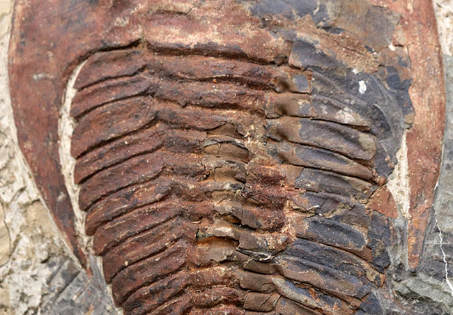 最古の三葉虫の一つ、カンブリア紀の大型三葉虫、アンダルシアナ（Andalsiana）の化石（その4）