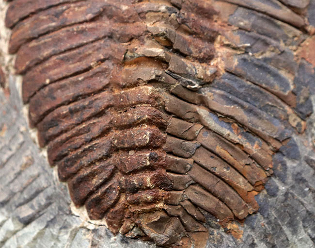 最古の三葉虫の一つ、カンブリア紀の大型三葉虫、アンダルシアナ（Andalsiana）の化石（その5）