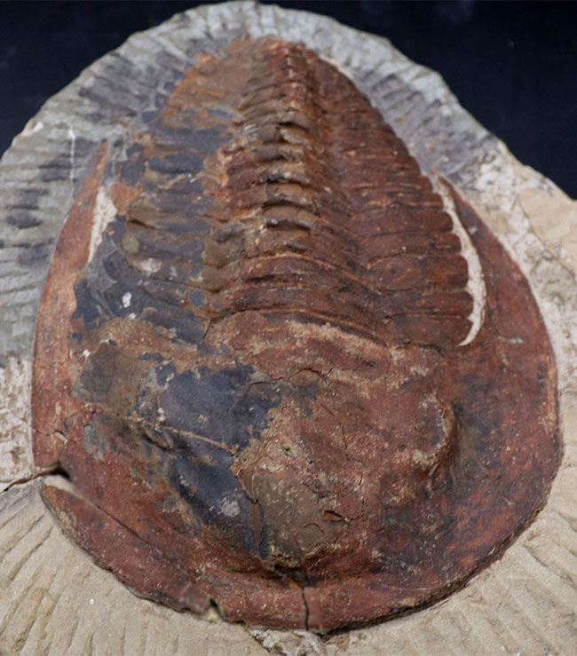 最古の三葉虫の一つ、カンブリア紀の大型三葉虫、アンダルシアナ(Andalsiana)の化石(その6)