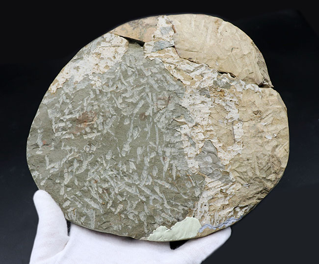 最古の三葉虫の一つ、カンブリア紀の大型三葉虫、アンダルシアナ(Andalsiana)の化石(その7)