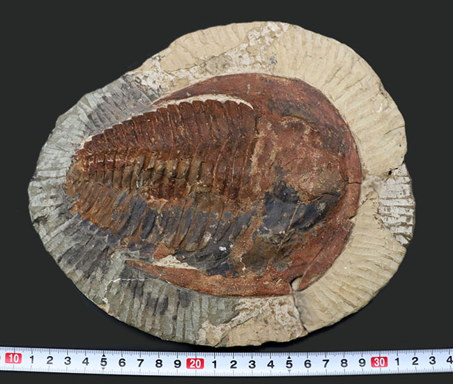 最古の三葉虫の一つ、カンブリア紀の大型三葉虫、アンダルシアナ(Andalsiana)の化石(その8)