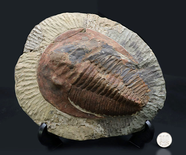 最古の三葉虫の一つ、カンブリア紀の大型三葉虫、アンダルシアナ（Andalsiana）の化石（その9）
