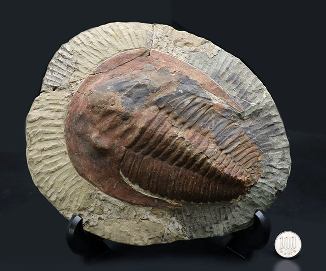 最古の三葉虫の一つ、カンブリア紀の大型三葉虫、アンダルシアナ(Andalsiana)の化石(その9)