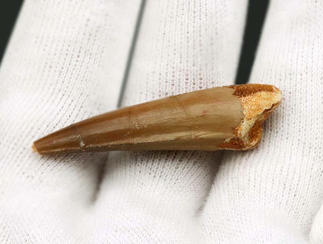 なめらかなエナメル質が美しい、1億年前の北アフリカの王者