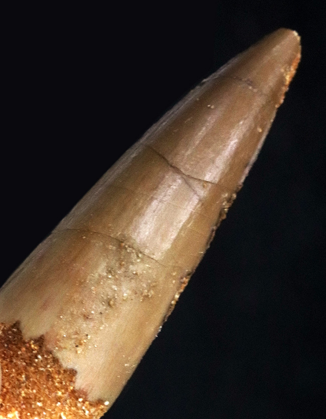 綺麗なエナメル質が残るスピノサウルスの歯　化石　恐竜 ワンランク上の美しいエナメル質が保存された肉食恐竜スピノサウルス