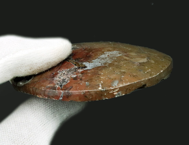 アンモナイトの祖先、ゴニアタイト（Goniatite）の磨かれた標本。オブジェとしてもお楽しみいただけます！（その5）