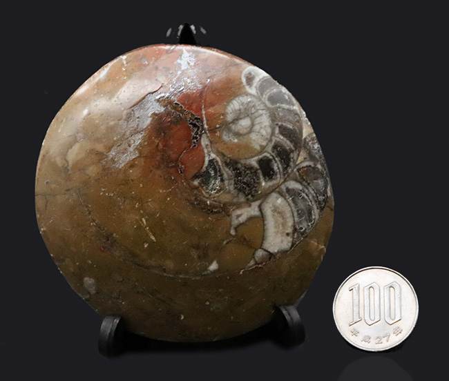 アンモナイトの祖先、ゴニアタイト（Goniatite）の磨かれた標本。オブジェとしてもお楽しみいただけます！（その7）
