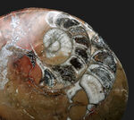 アンモナイトの祖先、ゴニアタイト（Goniatite）の磨かれた標本。オブジェとしてもお楽しみいただけます！