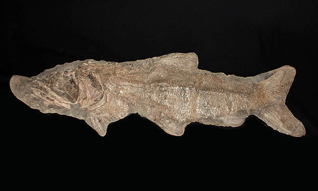 希少中の希少！ブラジル・サンタナ層産の古代魚パラエロプス（Paraelops）の全身化石（その1）