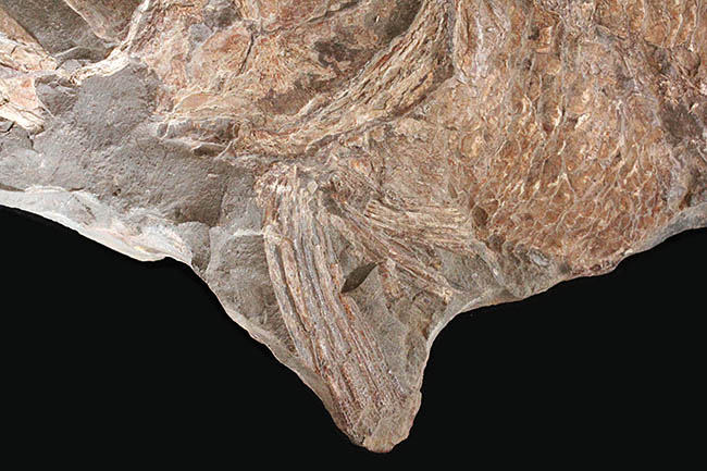 希少中の希少！ブラジル・サンタナ層産の古代魚パラエロプス（Paraelops）の全身化石（その10）