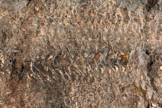 希少中の希少！ブラジル・サンタナ層産の古代魚パラエロプス（Paraelops）の全身化石（その11）